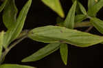 Whorled mountainmint